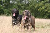 FILA BRASILEIRO 148